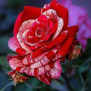 گل رز قرمز و صورتی