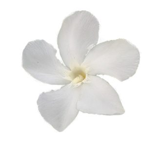 گل خرزهره سفید