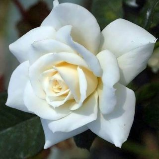 گل رز سفید