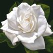 گل رز سفید زیبا