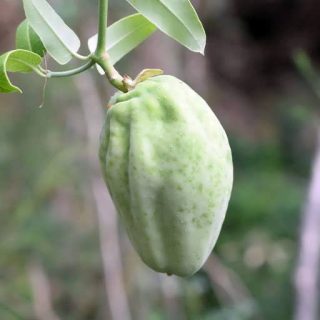 میوه اروئیجیا سریسیفرا