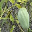 اروئیجیا سریسیفرا روی درخت
