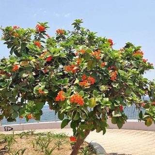 درخت گل کوردیا همراه میوه