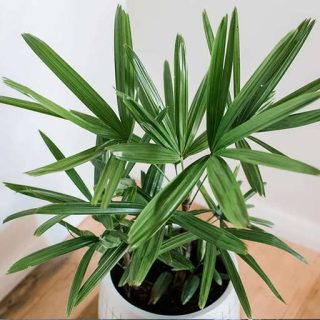 نخل راپیس ارگانیک