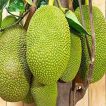 میوه جک فروت روی درخت