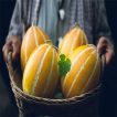 خربزه کره ای در سبد