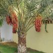 نخل فونیکس مجنون کنار دیوار