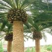 3 عدد نخل فونیکس مجنون کنار هم