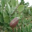 میوه کور گوشتی، کَوَر آویز روی درخت