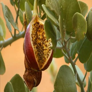 میوه باز شده کور گوشتی، کَوَر آویز