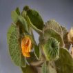 غنچه های ابوتیلون جنوبی