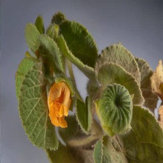 غنچه های ابوتیلون جنوبی