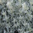 سلمکی بوته ای، آتریپلکس در محوطه