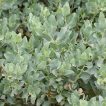 برگ سلمکی بوته ای، آتریپلکس