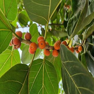 انجیر بنگالی، لول روی شاخه