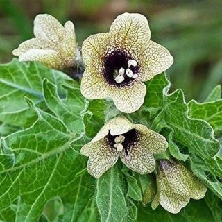 گل بنگدانه تارعنکبوتی