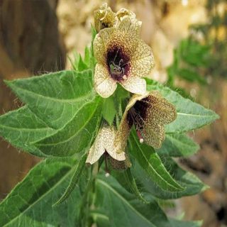 گل بنگدانه تارعنکبوتی در طبیعت
