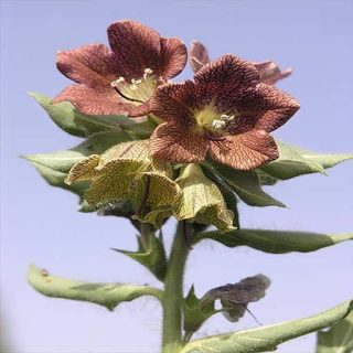 گل بنگدانه مشبک