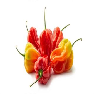 فلفل اسکاچ بانت