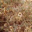 اشنان، گیاه چوغان در دشت