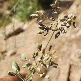 گل سازو واش البرزی
