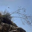 سازو واش البرزی در طبیعت