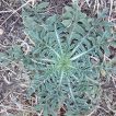 تلخه گیجه در زمین