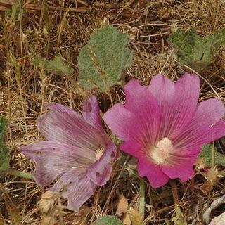 شکوفه ختمی گوشه دار