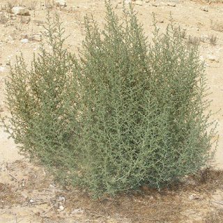 پشمالو در خاک