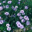شاخه و برگ کاسنی دارت