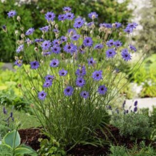 بوته کاسنی دارت