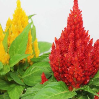 شکوفه تاج خروس تاجی