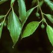 داغداغان اروپایی از جلو