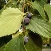 میوه داغداغان اروپایی