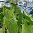 برگ داغداغان اروپایی