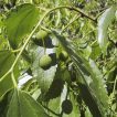 بذر داغداغان اروپایی