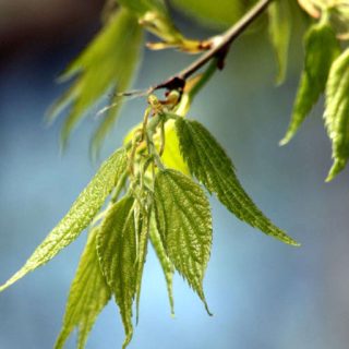 شاخه داغداغان اروپایی