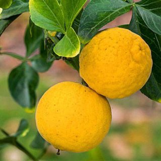 شکوفه نارنج سه برگ
