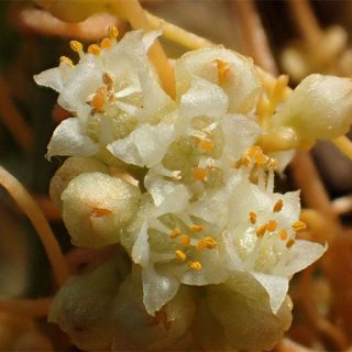 جوانه سس معمولی