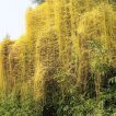 سس معمولی روی درخت