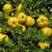 میوه به دانه