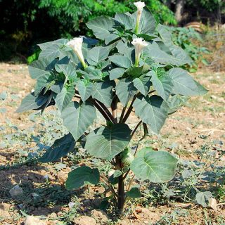 شاخه داتوره تماشایی