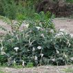 بوته داتوره تماشایی