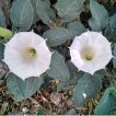 دو گل داتوره تماشایی