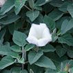 گل داتوره تماشایی