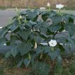 داتوره تماشایی در خیابان