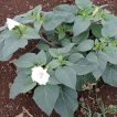 برگ داتوره تماشایی