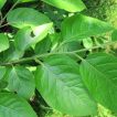 برگ خرمالوی آمریکایی