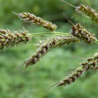 گیاه سوروف در طبیعت