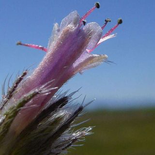 شکوفه گل گاوزبان ایتالیایی
